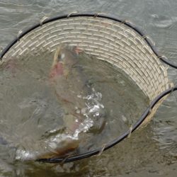 フィッシングレイクたかみや 釣果