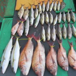 真祐丸 （しんゆうまる） 釣果