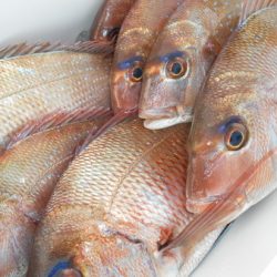 こうゆう丸 釣果