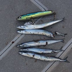 へいみつ丸 釣果