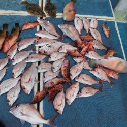 十八宝洋丸 釣果