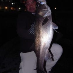 シーマジカル 釣果