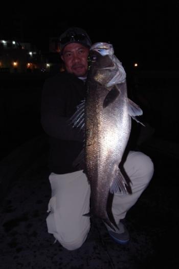 シーマジカル 釣果