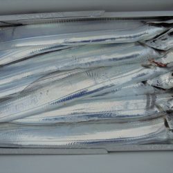 ＨＡＲＵＫＡ丸　はるかまる 釣果