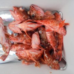 ＨＡＲＵＫＡ丸　はるかまる 釣果