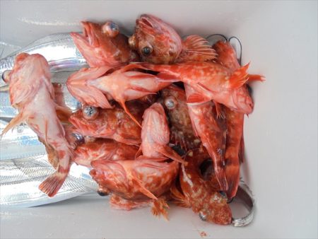 ＨＡＲＵＫＡ丸　はるかまる 釣果