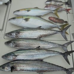 HARUKA丸 はるかまる 釣果