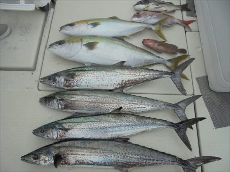 HARUKA丸 はるかまる 釣果