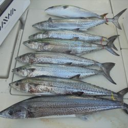 ＨＡＲＵＫＡ丸　はるかまる 釣果