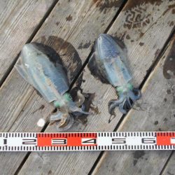 こかわ渡船　雅丸 釣果