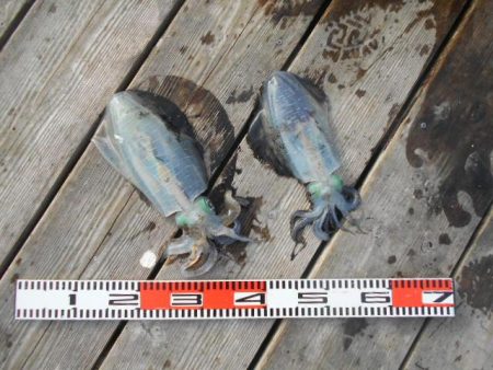 こかわ渡船　雅丸 釣果