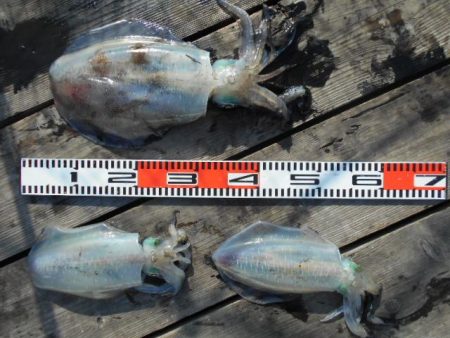 こかわ渡船　雅丸 釣果