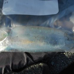 こかわ渡船　雅丸 釣果