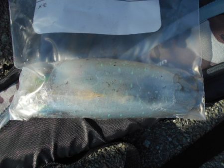 こかわ渡船　雅丸 釣果