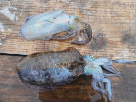 こかわ渡船　雅丸 釣果