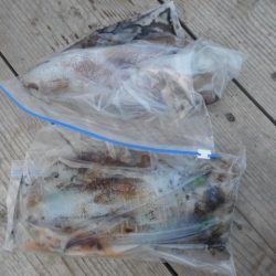 こかわ渡船　雅丸 釣果