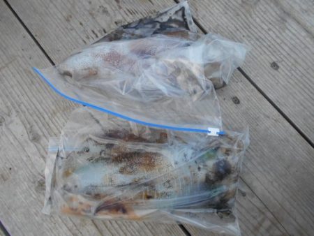 こかわ渡船　雅丸 釣果