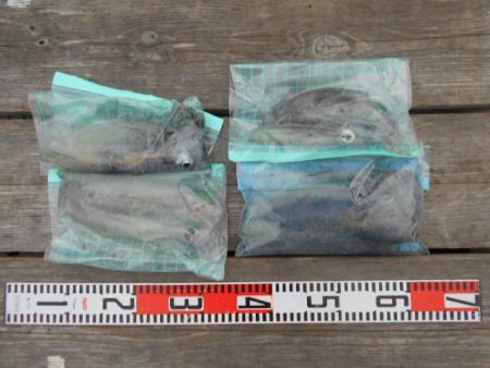 こかわ渡船　雅丸 釣果