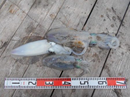 こかわ渡船　雅丸 釣果