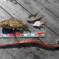 こかわ渡船　雅丸 釣果