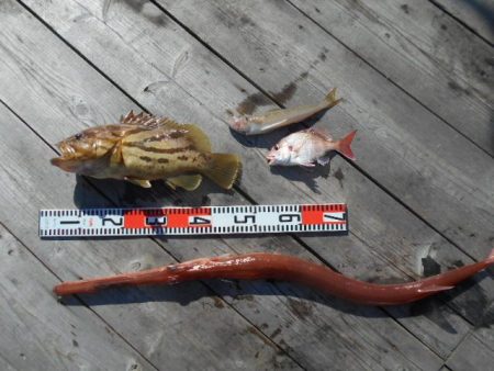 こかわ渡船　雅丸 釣果