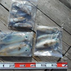 こかわ渡船　雅丸 釣果