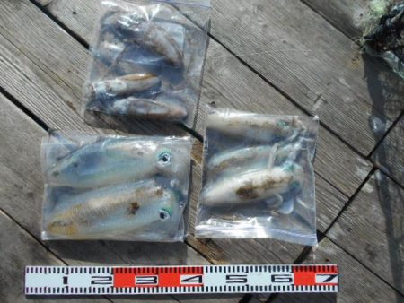 こかわ渡船　雅丸 釣果