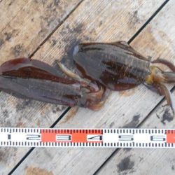 こかわ渡船　雅丸 釣果