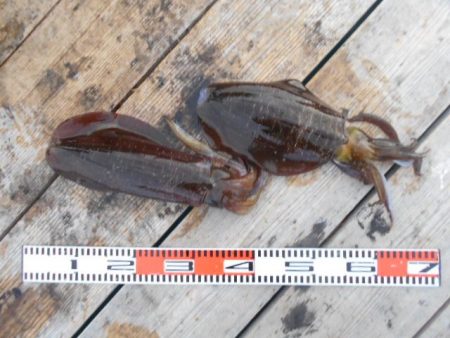 こかわ渡船　雅丸 釣果