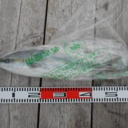 こかわ渡船　雅丸 釣果