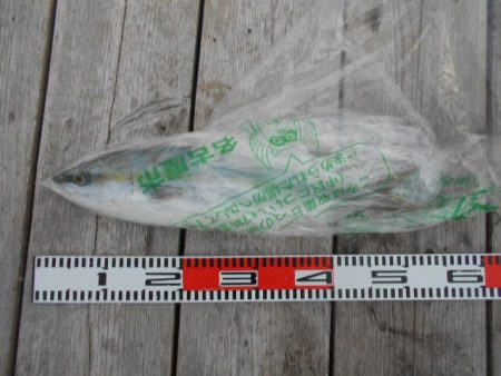 こかわ渡船　雅丸 釣果