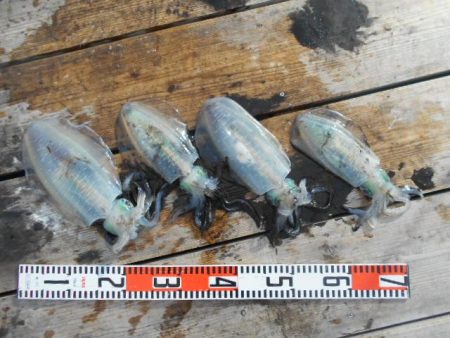 こかわ渡船　雅丸 釣果