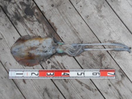 こかわ渡船　雅丸 釣果