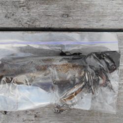 こかわ渡船　雅丸 釣果