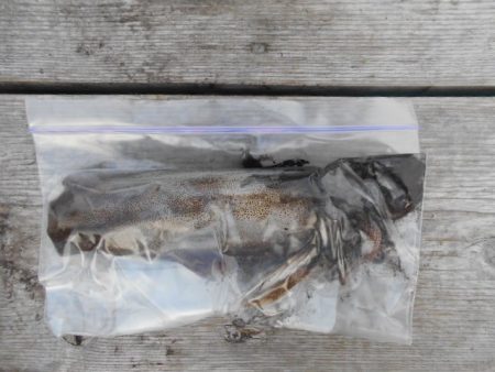 こかわ渡船　雅丸 釣果