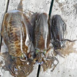 こかわ渡船　雅丸 釣果