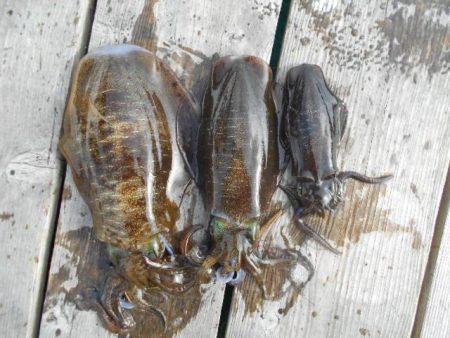 こかわ渡船　雅丸 釣果