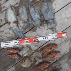 こかわ渡船　雅丸 釣果