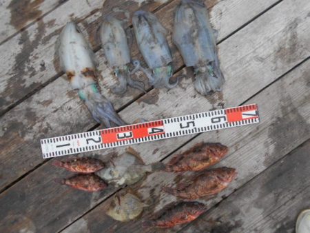 こかわ渡船　雅丸 釣果