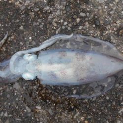 こかわ渡船　雅丸 釣果