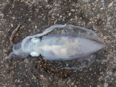 こかわ渡船　雅丸 釣果