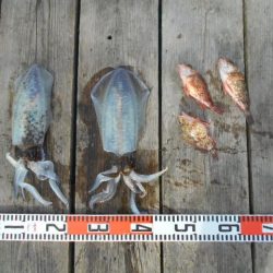 こかわ渡船　雅丸 釣果