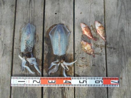 こかわ渡船　雅丸 釣果