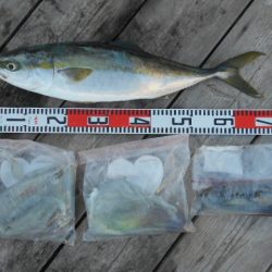 こかわ渡船　雅丸 釣果