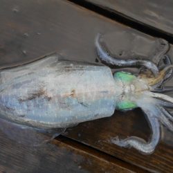 こかわ渡船　雅丸 釣果