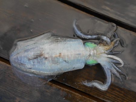 こかわ渡船　雅丸 釣果