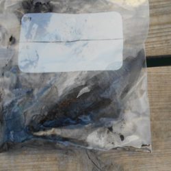 こかわ渡船　雅丸 釣果