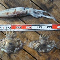 こかわ渡船　雅丸 釣果