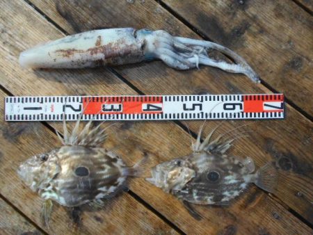 こかわ渡船　雅丸 釣果