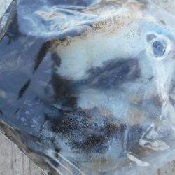 こかわ渡船　雅丸 釣果